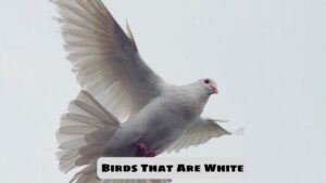 Birds That Are White: The Abundance And Diversity Of Birds