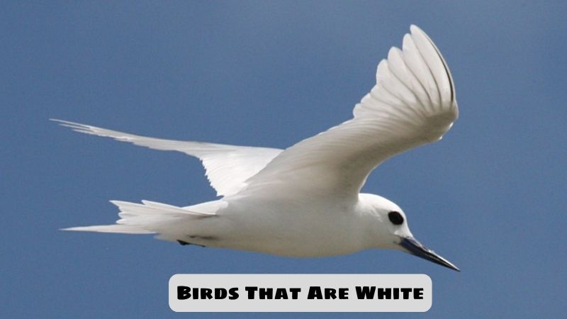 Birds That Are White