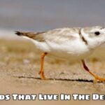 Birds That Live In The Desert