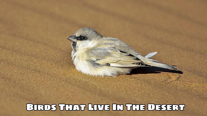 Birds That Live In The Desert