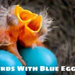 Birds With Blue Eggs