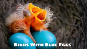 Birds With Blue Eggs: Reasons And Mysteries Behind