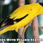 Birds With Yellow Feathers