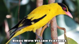 Learn About The Characteristics Of Birds With Yellow Feathers