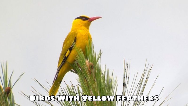 Birds With Yellow Feathers