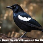 Black Bird White Stripes On Wings