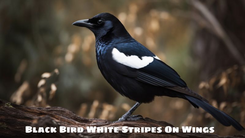 Discover: Black Bird White Stripes On Wings