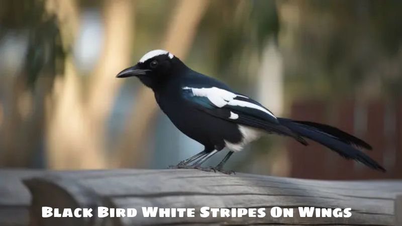 Black Bird White Stripes On Wings