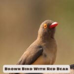 Brown Bird With Red Beak