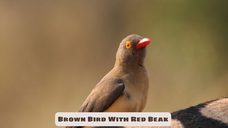 Brown Bird With Red Beak: A Precious Gift From Nature