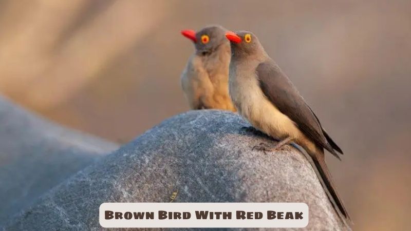 Brown Bird With Red Beak