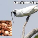 Can Birds Eat Pecans