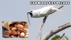 Can Birds Eat Pecans?