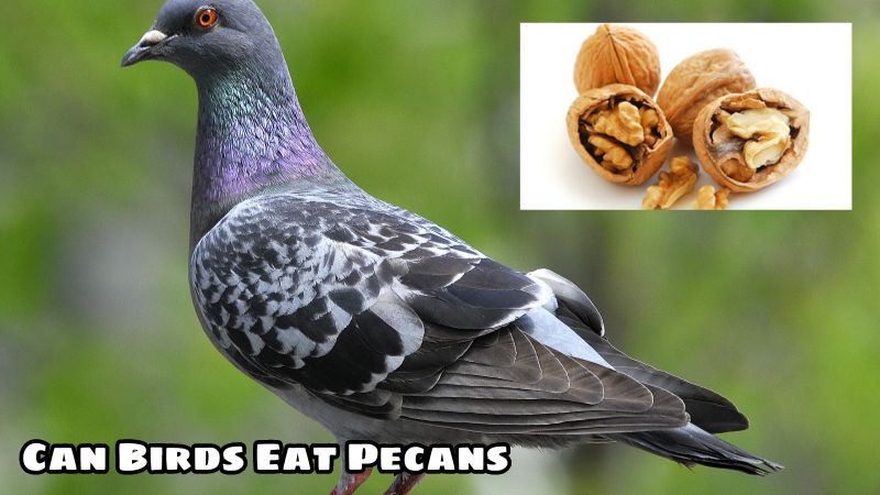 Can Birds Eat Pecans