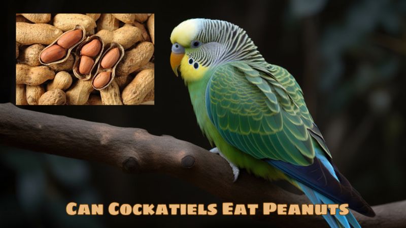 Can Cockatiels Eat Peanuts?