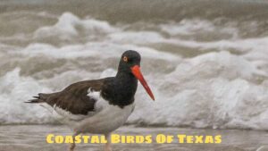 Coastal Birds Of Texas: Ecological And Conservation Roles