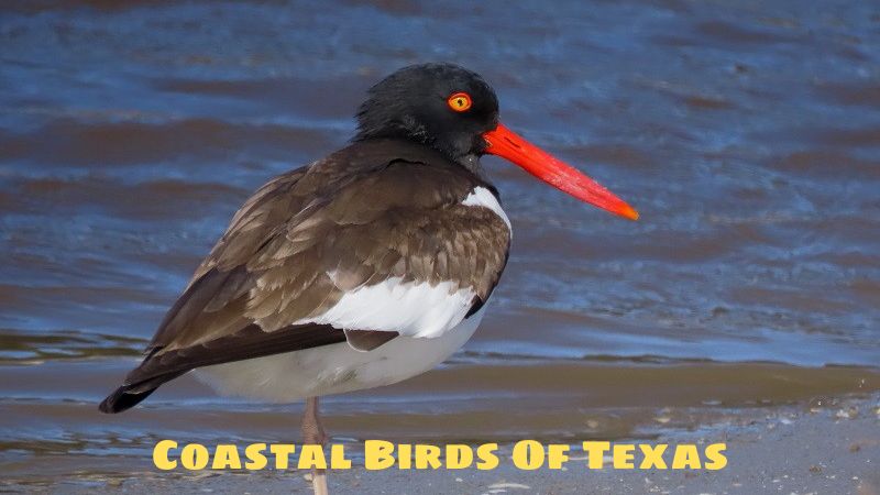 Coastal Birds Of Texas