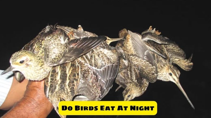 Do Birds Eat At Night?