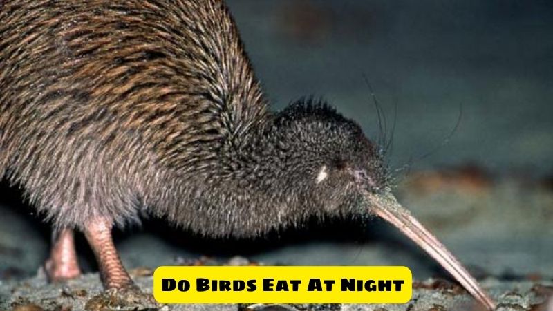 Do Birds Eat At Night