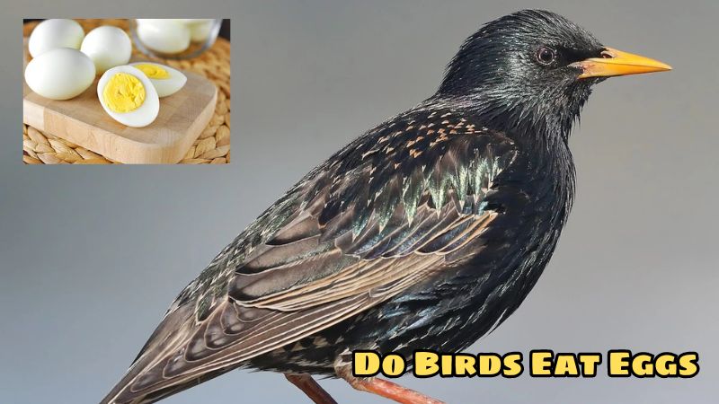 Interesting About Birds: Do Birds Eat Eggs?