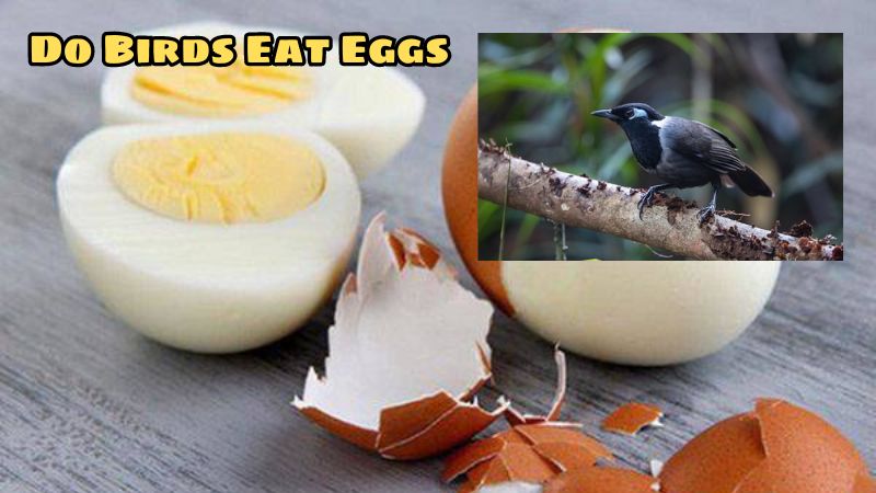 Do Birds Eat Eggs