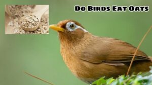 Do Birds Eat Oats? What Are The Benefits Of Oats For Birds?