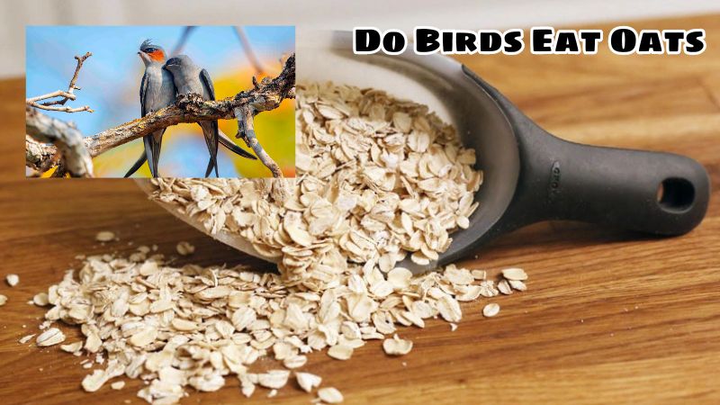 Do Birds Eat Oats