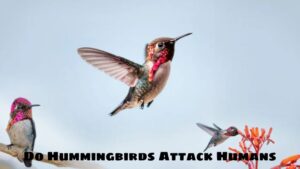 Do Hummingbirds Attack Humans?