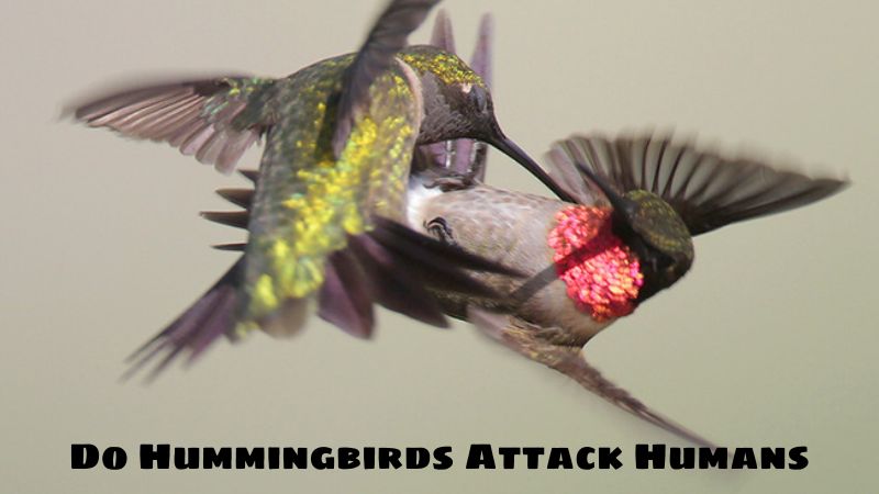 Do Hummingbirds Attack Humans