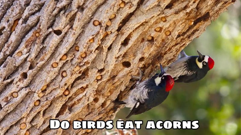 Do birds eat acorns