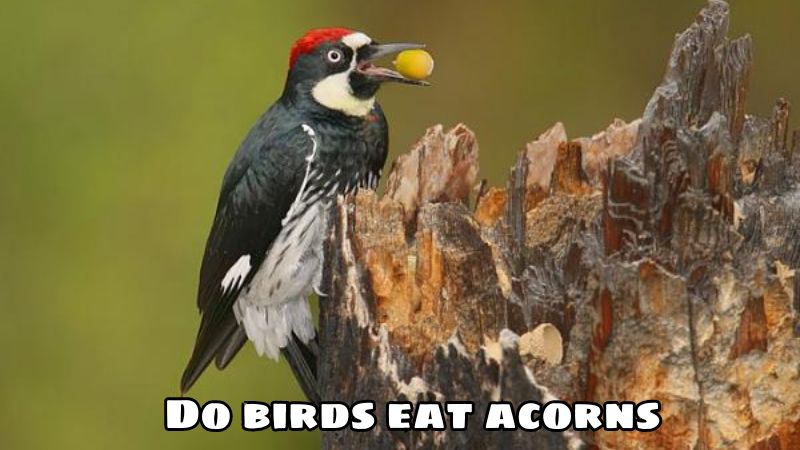 Do birds eat acorns? Is it a bird’s favorite food?