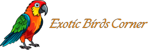 Exotic Birds Corner