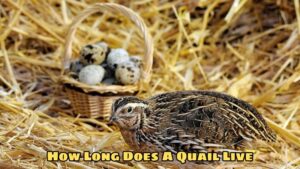 How Long Does A Quail Live?