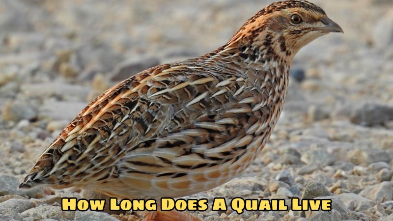 How Long Does A Quail Live