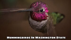 Hummingbirds In Washington State: Secrets of a Powerful Bird