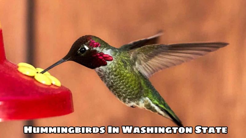 Hummingbirds In Washington State