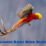 Illinois Rare Bird Alert