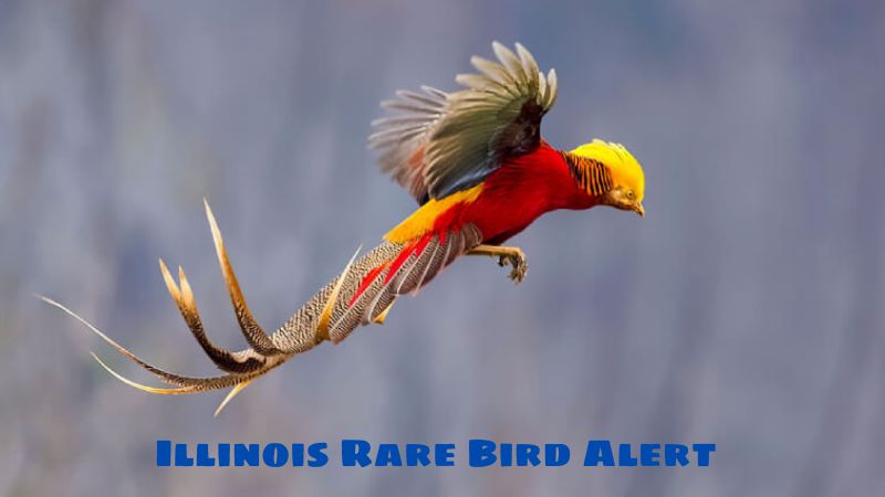 Illinois Rare Bird Alert: Things You Need To Know