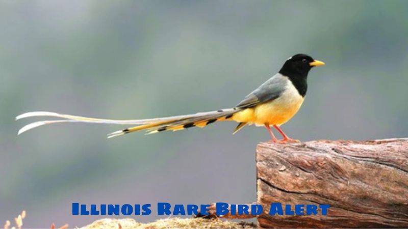 Illinois Rare Bird Alert