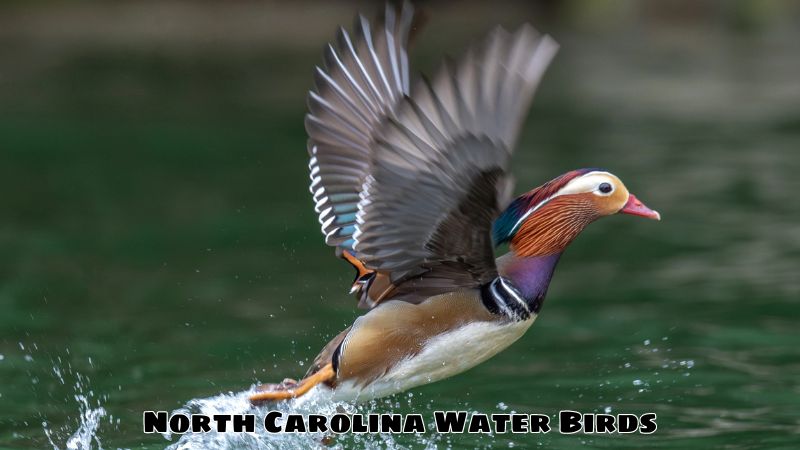 North Carolina Water Birds