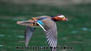 North Carolina Water Birds: Diverse Beauty And Important Role In The Ecosystem