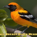 Orange Breast Black Head Bird