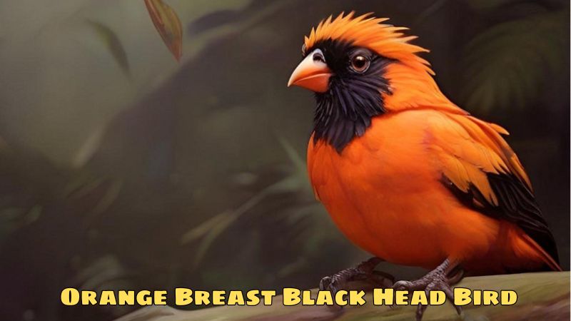 Orange Breast Black Head Bird