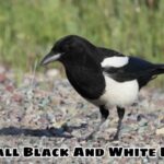 Small Black And White Bird