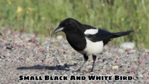 Unique Color Of Small Black And White Bird