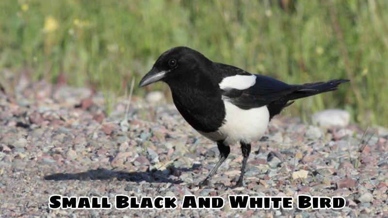 Unique Color Of Small Black And White Bird