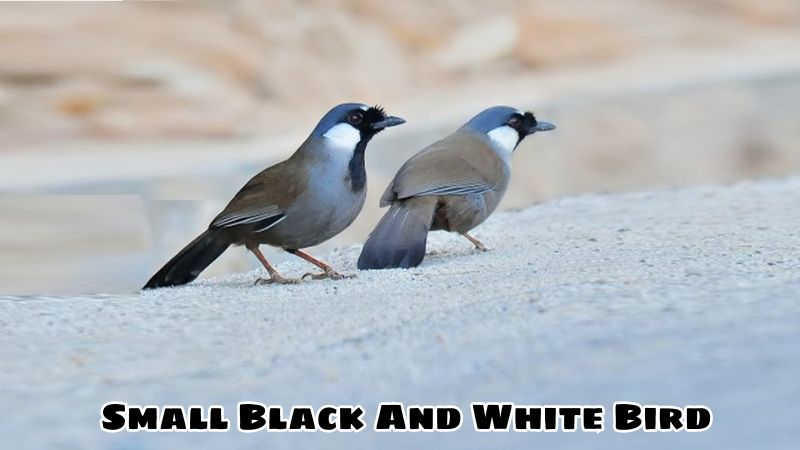 Small Black And White Bird