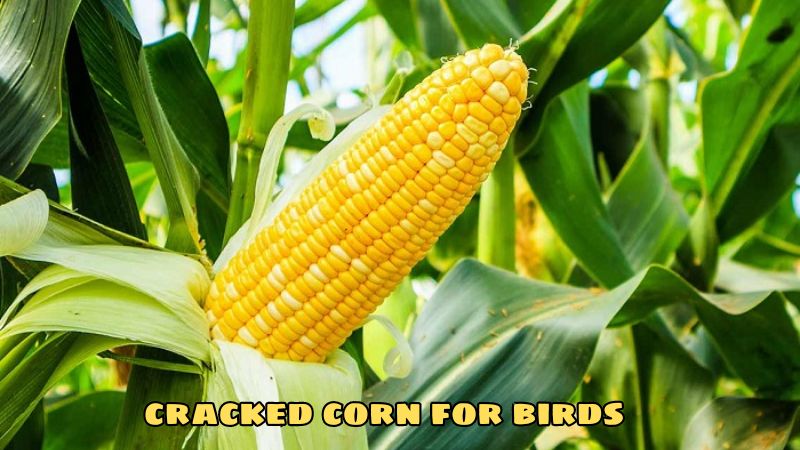 Cracked Corn For Birds: Great Choice For Bird Care