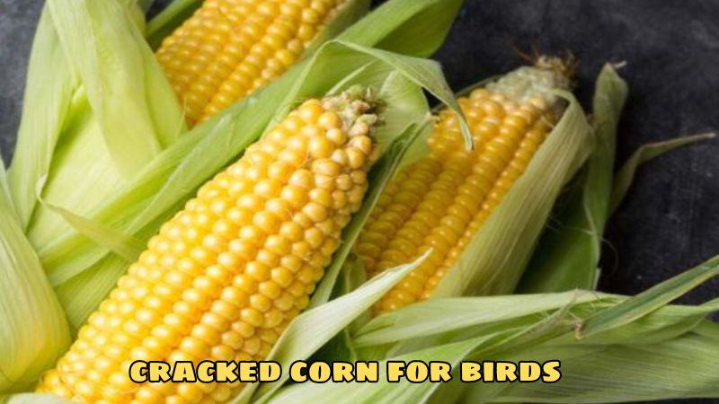 cracked corn for birds