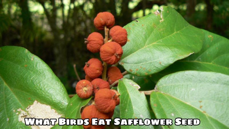 What Birds Eat Safflower Seed?